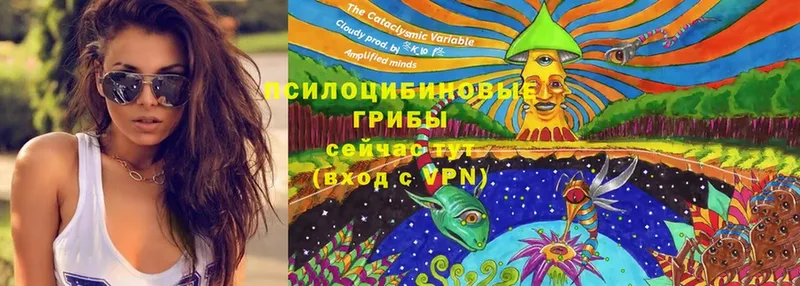 Галлюциногенные грибы Psilocybe  закладки  Оханск 